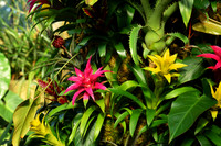 Plants